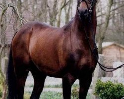 stallion Magister (German Riding Pony, 1983, from Flora's Hof Master)