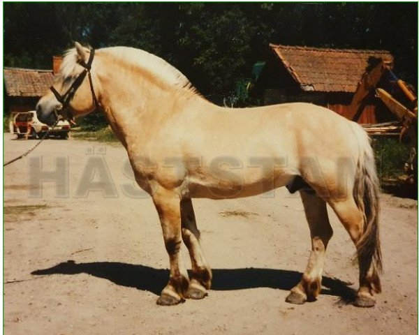stallion Mixter 106 SWE (Fjord Horse, 1978, from Valman 61 SWE)
