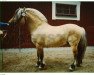 stallion Valman 61 SWE (Fjord Horse, 1972, from Valder 25 SWE)