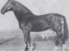 stallion Lotos (Holsteiner, 1936, from Loretto)