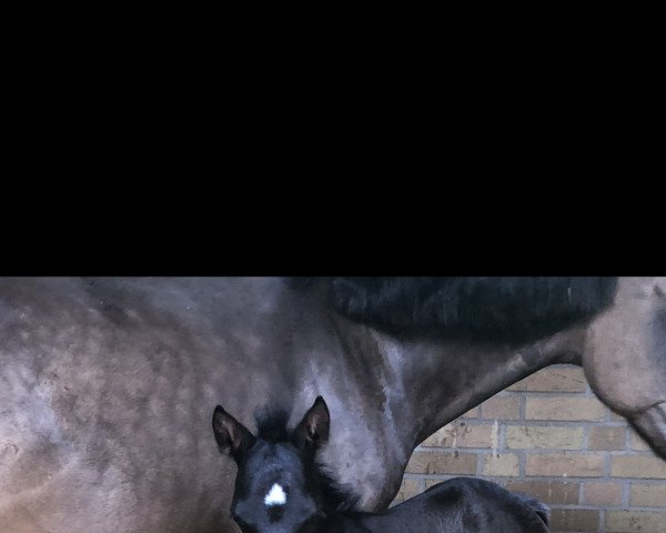 jumper Minimax (German Riding Pony, 2018, from Medoc)