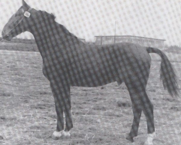 horse Logarithmus (Holsteiner, 1940, from Lotos)