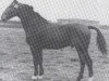 Pferd Logarithmus (Holsteiner, 1940, von Lotos)