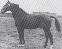 Deckhengst Logarithmus (Holsteiner, 1940, von Lotos)