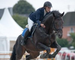 stallion Shirkan Z (Zangersheide riding horse, 2003, from Sandro)