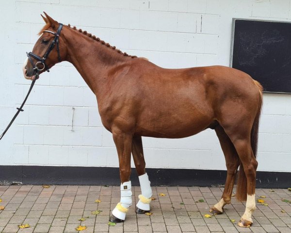 dressage horse Didavi (Hanoverian, 2016, from Don Romanov)