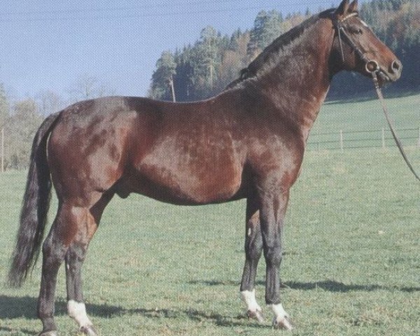 stallion Damian (Württemberger, 1984, from Darius)