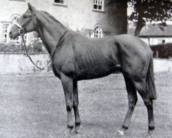 stallion Autumn Gold xx (Thoroughbred, 1951, from Nearco xx)