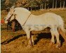 stallion Eik 15 SWE (Fjord Horse, 1961, from Safir N.1490)