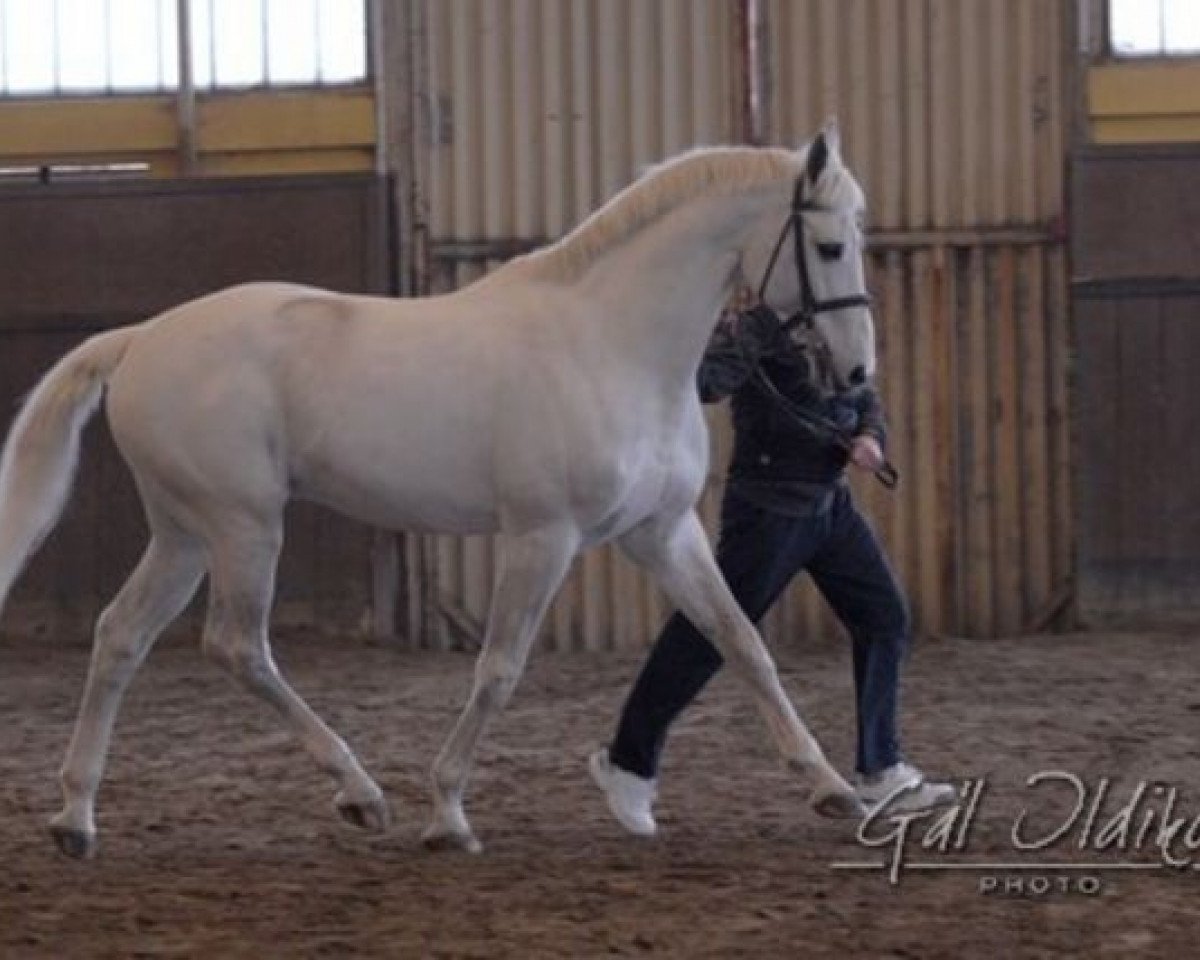 stallion Rudelsburg (Hanoverian, 1989, from Ritual)