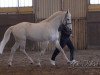 stallion Rudelsburg (Hanoverian, 1989, from Ritual)