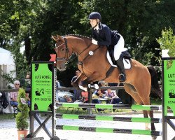 jumper Sandoro Z (German Sport Horse, 2016, from Santo Domingo)