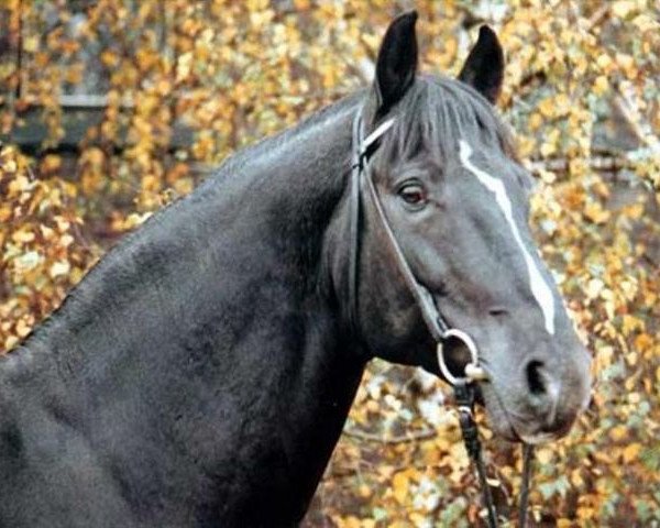 stallion Cortino II (Holsteiner, 1977, from Cor de la Bryère)