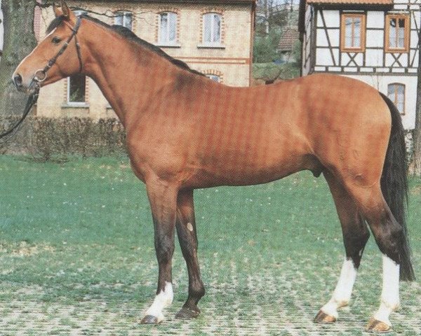 stallion Cavaliere (Holsteiner, 1988, from Cicero)