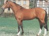 stallion Cavaliere (Holsteiner, 1988, from Cicero)