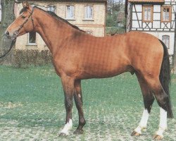 stallion Cavaliere (Holsteiner, 1988, from Cicero)