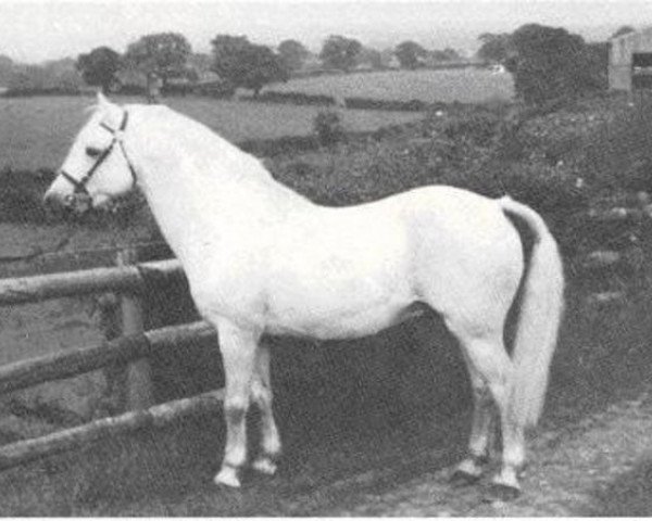 stallion Gorsty Firefly (Welsh-Pony (Section B), 1965, from Criban Victor)