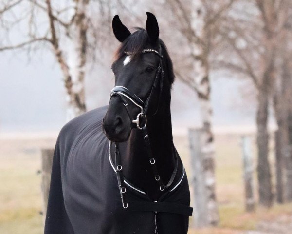 dressage horse Fürst Crusador 3 (Hanoverian, 2014, from Fürst Nymphenburg)