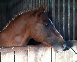 dressage horse Bouyanu (German Riding Pony, 2002, from Bismarck)