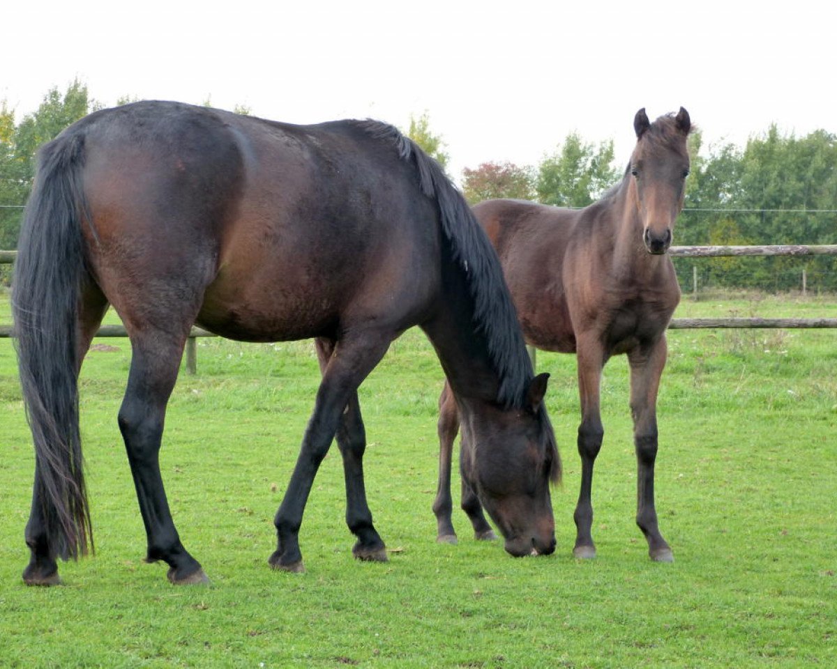 Zuchtstute Cleo (Deutsches Reitpony, 2018, von Charivari)