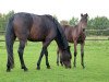 broodmare Cleo (German Riding Pony, 2018, from Charivari)