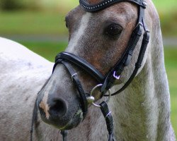 dressage horse Sultan (German Riding Pony, 1993, from Weston Pink Brandy)