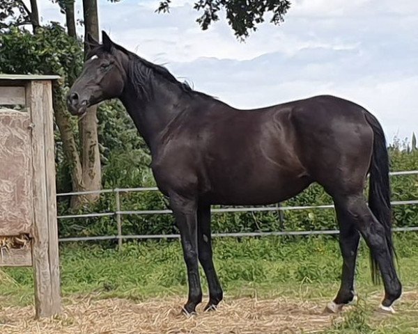 broodmare Herzflamme III (Trakehner, 2002, from Schiffon)