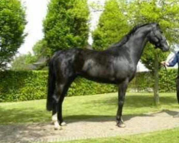 horse Elegance JG (KWPN (Royal Dutch Sporthorse), 2009, from Mermus R)