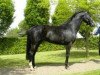 Pferd Elegance JG (KWPN (Niederländisches Warmblut), 2009, von Mermus R)