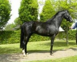 horse Elegance JG (KWPN (Royal Dutch Sporthorse), 2009, from Mermus R)