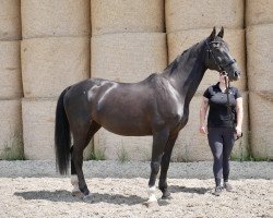 jumper Calida Noir (Hanoverian, 2008, from Calido I)