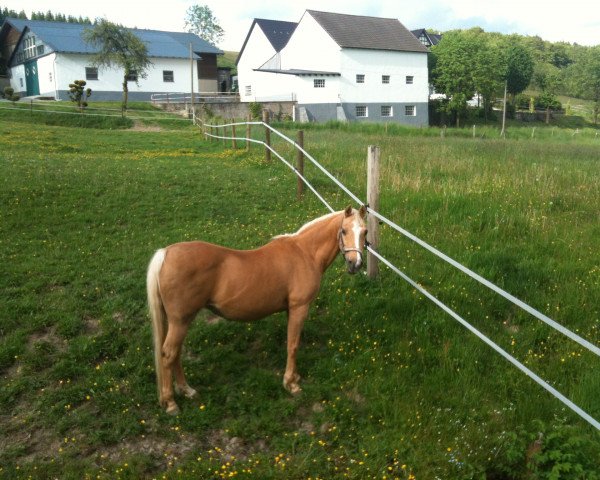 Zuchtstute Aranja (Deutsches Reitpony, 1993, von Hamrik's Golden Arak)