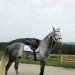 jumper Con de Rouet (Oldenburg show jumper, 2013, from DSP Con Spirit)