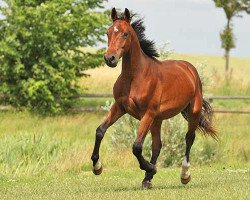 dressage horse Farodin (Mecklenburg, 2010, from Fürst Lexow)