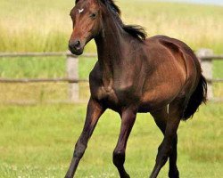 broodmare Shanti (Mecklenburg, 2011, from Saverio)