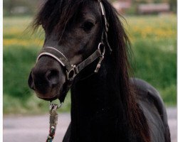 Pferd Steverheides Cadillac (Welsh Pony (Sek.B), 1993, von Constantin)