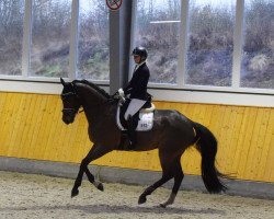 dressage horse Royal Scotch 2 (Oldenburg, 2010, from Royal Doruto OLD)