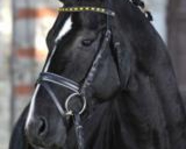 stallion Sir Sandro (Hanoverian, 2003, from Sandro Hit)