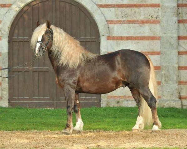 stallion Dachs (Black Forest Horse, 2007, from Dachsberg)