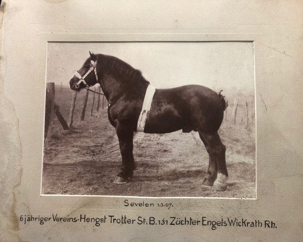 stallion Trotter II RS 131 (Rhenish-German Cold-Blood, 1901, from Trotter Ldb)