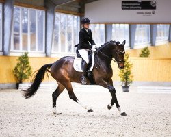 dressage horse Diabella Deluxe (Holsteiner, 2017, from Diarado)