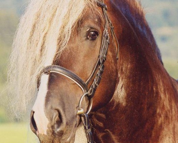 stallion Donnergroll (Black Forest Horse, 1996, from Dirk)