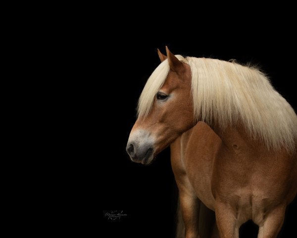 horse Wicki (Haflinger, 2010, from Wienerart)