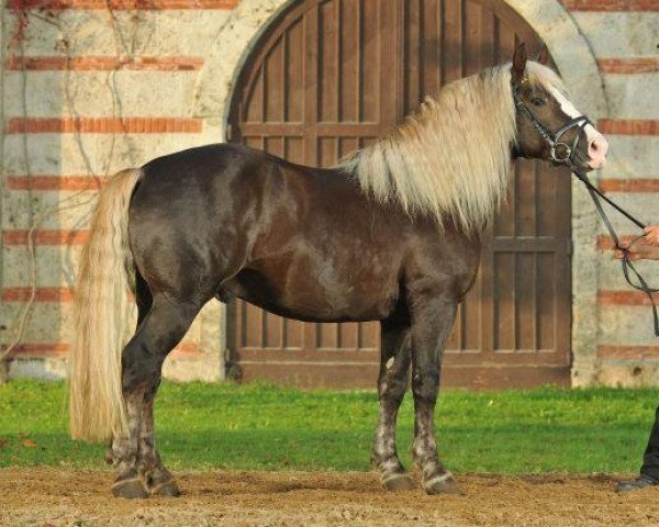 stallion Falkenstein (Black Forest Horse, 2008, from Federsee)