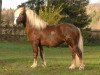 stallion Federsee (Black Forest Horse, 2004, from Federweisser)