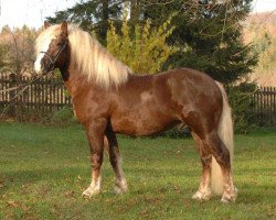 stallion Federsee (Black Forest Horse, 2004, from Federweisser)