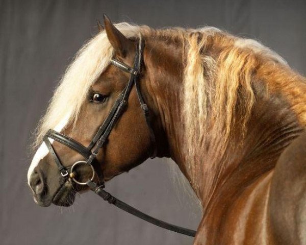 stallion Feldbach (Black Forest Horse, 2005, from Feldsee)