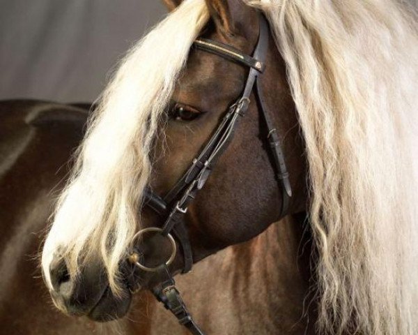 stallion LVV Modem (Black Forest Horse, 2003, from Modus)