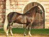 stallion LVV Modigliani (Black Forest Horse, 2007, from Modus)