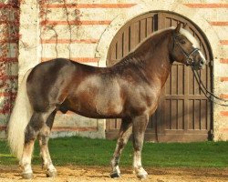 stallion LVV Modigliani (Black Forest Horse, 2007, from Modus)